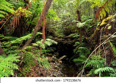 A Fantasy World Of Ferns And Fairy Tales In The Knysna Forest, South Africa