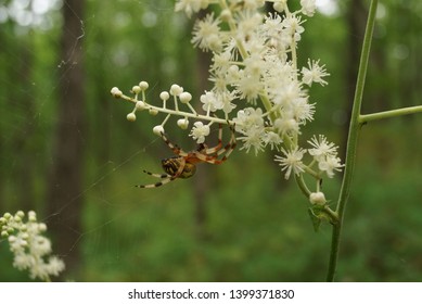 Far East Of Russia, Remote Forests