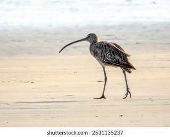 Far Eastern Curlew - Numenius madagascariensis in Australia - Powered by Shutterstock