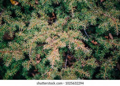 Far Eastern Juniper