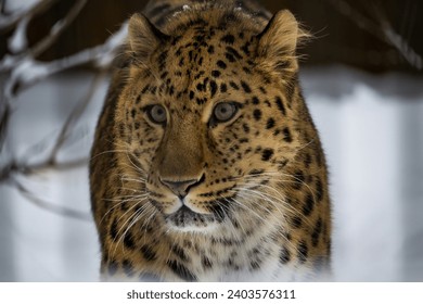 Far Eastern leopard. Amur pardus winter on snow	