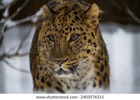 Far Eastern leopard. Amur pardus winter on snow	