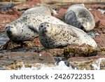 Far Eastern Marine Reserve. A motley seal lies on rocks in the sea. Far Eastern sealed seal at sea.