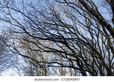 Far reaching empty winter branches
