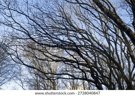Far reaching empty winter branches