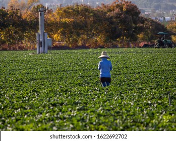 Far Shot Of One Woman Farm Worker In Large Straw Hat And Blue Sweatshirt Standing In Strawberry Field Trees In The Background