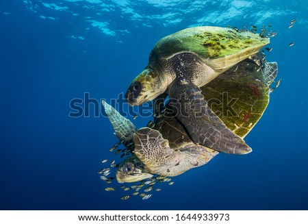 
Faraway from land, in the pelagic domain of the Pacific Ocean, off Ensenada de Muertos, in Baja California Sur, a couple of Olive ridley sea turtles (Lepidochelys olivacea) performs its mating ritual