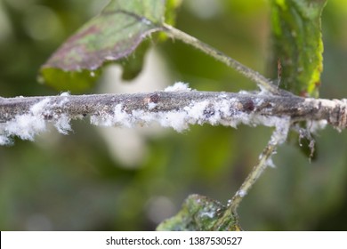 FARE7C Woolly Aphid On Apple Branches.