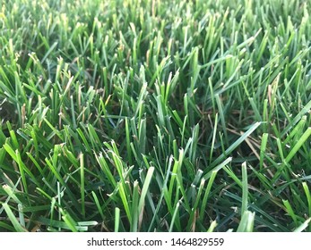 Fargo North Dakota / USA - July 26 , 2019 , Green Grass .