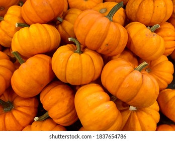 Fargo North Dakota/USA, October 20, 2020, Decorative Pumpkins On The Shelve At The Grocery Store.