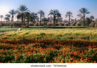 A Farm In Al Fayoum City In Egypt