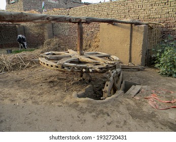 Farm With An Ancient Agricultural Device And Calf In Egypt