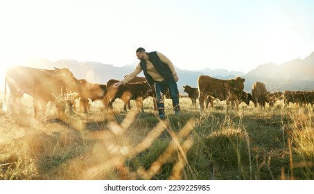 Farm animal, cows and cattle farmer outdoor in countryside to care, feed and raise animals on grass field for sustainable farming. Man in beef industry while working with livestock in nature in Texas