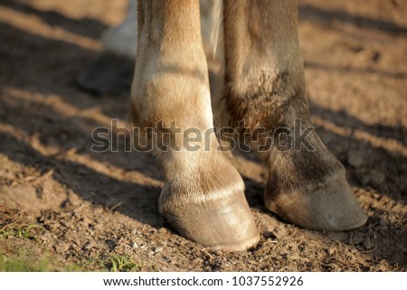 farm animal detail - horse legs with brown hoofs standing on a sandy bottom in Poland, Europe