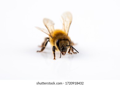 Farm Animal Honey Bee As A Worker Close Up Isolated On White Background With Text Space