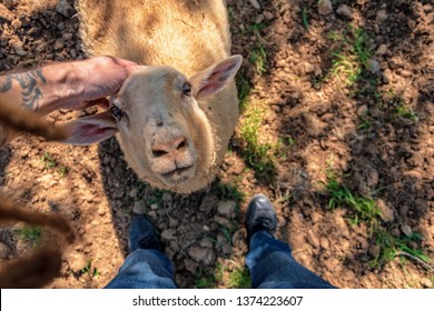 Farm Animal In A Sanctuary