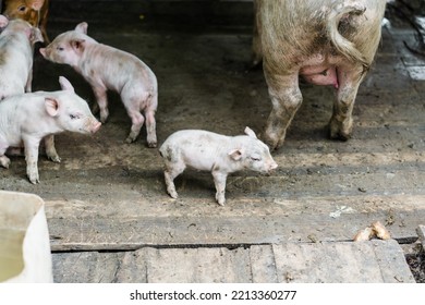 Farm Animals In A Barnyard.