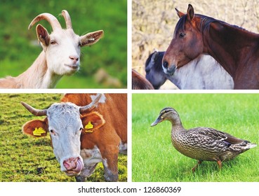 Farm Animals - Collage