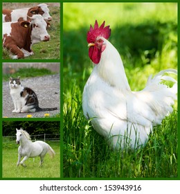 Farm Animals Collage