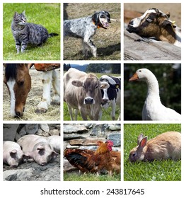 Farm Animals Collage