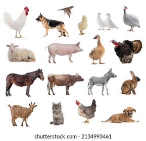 Farm Animals Collage Isolated On White Background