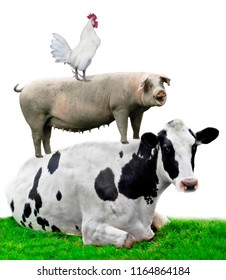 Farm Animals. Cow, Pig And Chicken Stand On Each Other