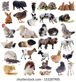 farm animals in front of white background