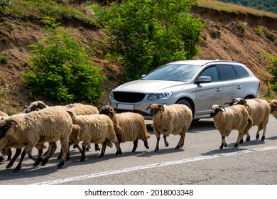 Farm Animals On The Road In Romania