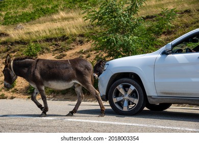 Farm Animals On The Road In Romania