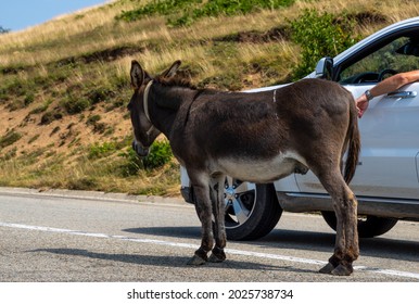 Farm Animals On The Road In Romania