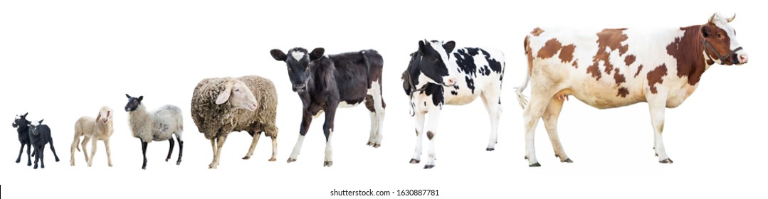 Farm animals on a white background, farm animals, farm, cows, sheep