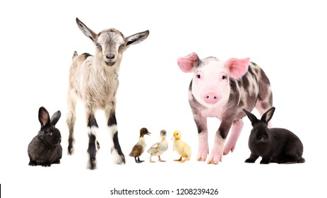 Farm Animals, Standing Together, Isolated On White Background