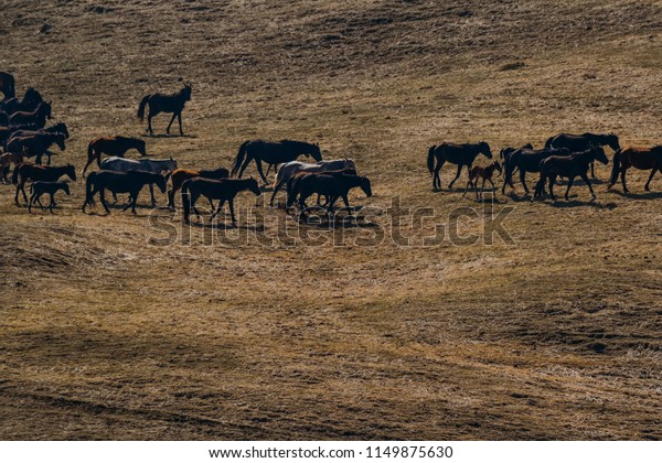 Farm Animals Walk Daytime Stock Photo 1149875630 | Shutterstock