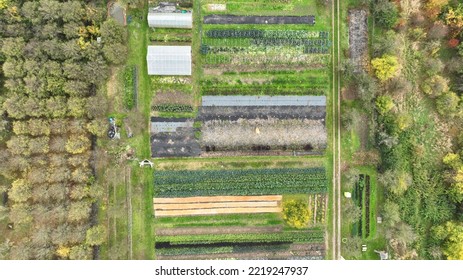 Farm Autumn Farming Sweet Potato Harvest Bio Cabbage Brassica Oleracea Capitata Ipomoea Batatas Harvesting Leaves Color, Agricultural Garden Farmer Fruit Tree Drone Aerial Leaves Lettuce, Czech Europe