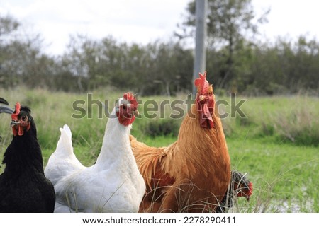 Farm birds living in freedon