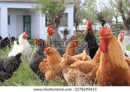 Farm birds living in freedon