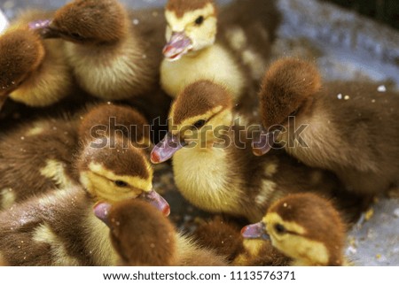 Farm. Breeding and selling ducklings. Small ducklings in a box during feeding. Soft selective focus. Newborn ducklings in quarantine in a small farm