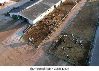 Farm Building Animal Husbandry. Cowshed With Cows Near Farm, Aerial View. Production Of Milk And Animal Husbandry. Cow Dairy. Farm Animals And Agronomy. Farm Of Cattle. Cows In Agriculture.