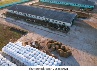 Farm Building Animal Husbandry. Cowshed With Cows Near Farm, Aerial View. Production Of Milk And Animal Husbandry. Cow Dairy. Farm Animals And Agronomy. Farm Of Cattle. Cows In Agriculture.