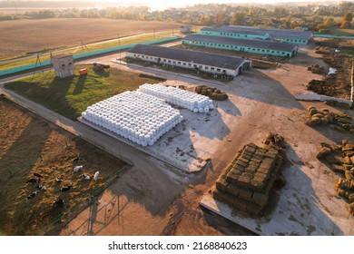 Farm Building Animal Husbandry. Cowshed With Cows Near Farm, Aerial View. Production Of Milk And Animal Husbandry. Cow Dairy. Farm Animals And Agronomy. Farm Of Cattle. Cows In Agriculture.