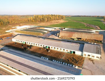 Farm Building Animal Husbandry. Cowshed With Cows Near Farm, Aerial View. Production Of Milk And Animal Husbandry. Cow Dairy. Farm Animals And Agronomy. Farm Of Cattle. Cows In Agriculture.