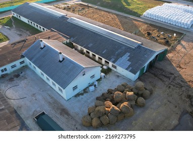 Farm Building Animal Husbandry. Cowshed With Cows Near Farm, Aerial View. Production Of Milk And Animal Husbandry. Cow Dairy. Farm Animals And Agronomy. Farm Of Cattle. Cows In Agriculture.