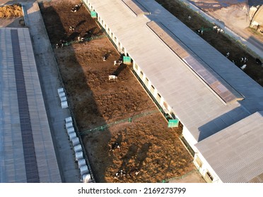 Farm Building Animal Husbandry. Cowshed With Cows Near Farm, Aerial View. Production Of Milk And Animal Husbandry. Cow Dairy. Farm Animals And Agronomy. Farm Of Cattle. Cows In Agriculture.