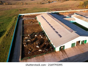 Farm Building Animal Husbandry. Cowshed With Cows Near Farm, Aerial View. Production Of Milk And Animal Husbandry. Cow Dairy. Farm Animals And Agronomy. Farm Of Cattle. Cows In Agriculture.