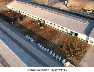 Farm Building Animal Husbandry. Cowshed With Cows Near Farm, Aerial View. Production Of Milk And Animal Husbandry. Cow Dairy. Farm Animals And Agronomy. Farm Of Cattle. Cows In Agriculture.