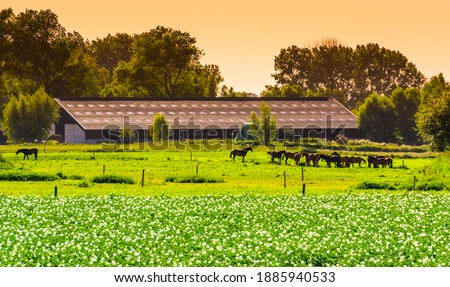 farm building with horses in the pasture during sunset, Waterlandkerkje, Zeeland, The Netherlands