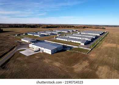 Farm Buildings At Agriculture Field, Drone View. Roof Of The Cowshed With Cows, Aerial View. Milk Production And Animal Husbandry. Cow Dairy And Farm Animals. Farm Of Cattle. Rural Landscape.