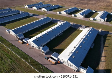 Farm Buildings At Agriculture Field, Drone View. Roof Of The Cowshed With Cows, Aerial View. Milk Production And Animal Husbandry. Cow Dairy And Farm Animals. Farm Of Cattle. Rural Landscape.