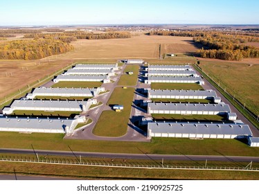 Farm Buildings At Agriculture Field, Drone View. Roof Of The Cowshed With Cows, Aerial View. Milk Production And Animal Husbandry. Cow Dairy And Farm Animals. Farm Of Cattle. Rural Landscape.