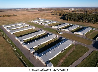 Farm Buildings At Agriculture Field, Drone View. Roof Of The Cowshed With Cows, Aerial View. Milk Production And Animal Husbandry. Cow Dairy And Farm Animals. Farm Of Cattle. Rural Landscape.